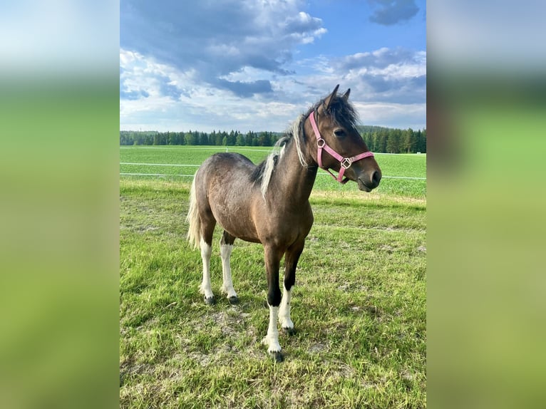 Curly Horse Stute 1 Jahr 130 cm Tobiano-alle-Farben in Muurame