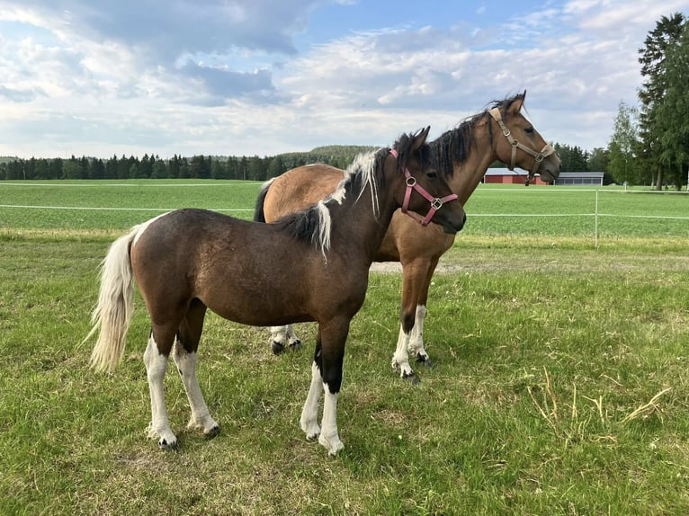 Curly Horse Stute 1 Jahr 130 cm Tobiano-alle-Farben in Muurame