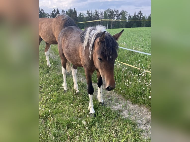 Curly Horse Stute 1 Jahr 130 cm Tobiano-alle-Farben in Muurame