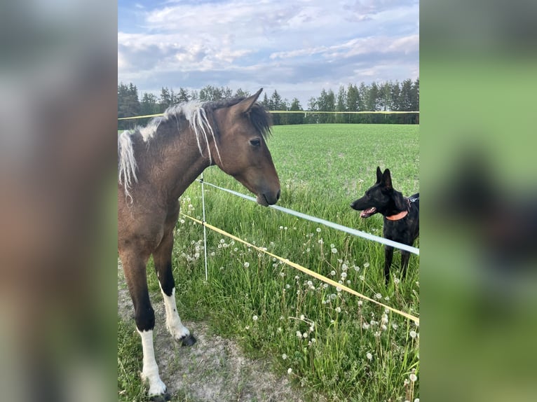 Curly Horse Stute 1 Jahr 130 cm Tobiano-alle-Farben in Muurame
