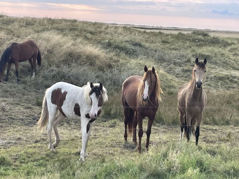 Curly Horse Stute 1 Jahr 150 cm Overo-alle-Farben in Sk&#xE6;rb&#xE6;k