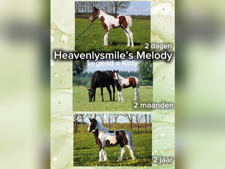 Curly Horse Stute 1 Jahr 153 cm Schecke in Ruinen