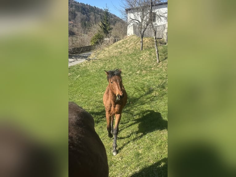 Curly Horse Stute 1 Jahr 155 cm Brauner in FreyungFreyung