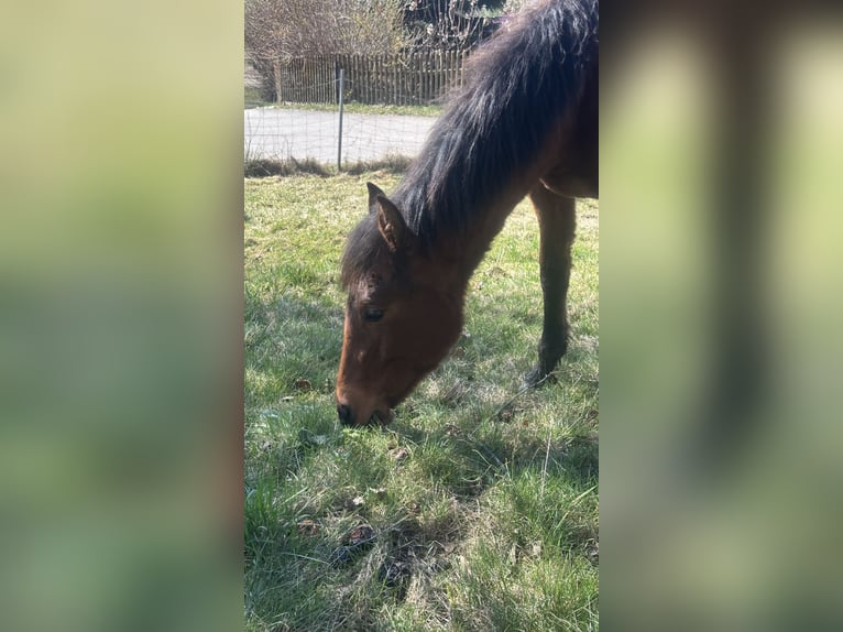 Curly Horse Stute 1 Jahr 155 cm Brauner in FreyungFreyung