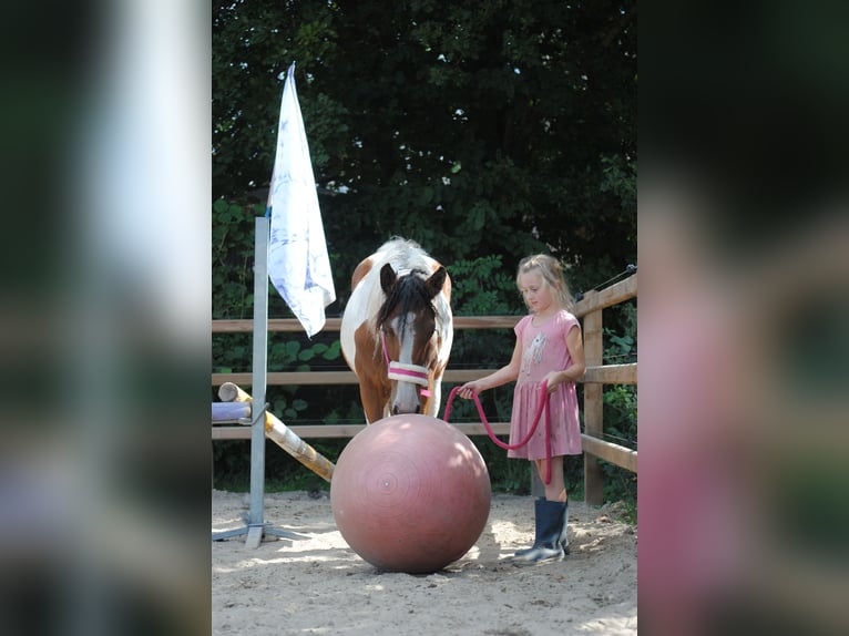 Curly Horse Stute 1 Jahr 155 cm Schecke in Ruinen