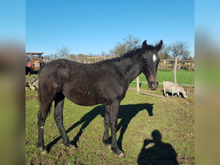 Curly Horse Stute 1 Jahr 165 cm Schimmel in Sainte-Croix