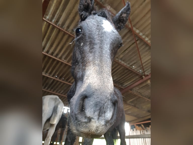 Curly Horse Stute 1 Jahr 165 cm Schimmel in Sainte-Croix