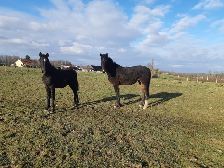 Curly Horse Stute 1 Jahr 165 cm Schimmel in Sainte-Croix