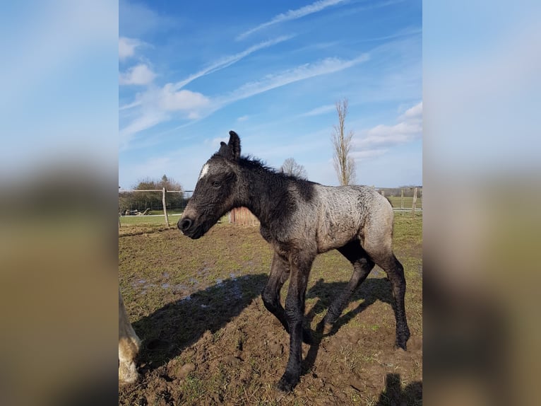 Curly Horse Stute 1 Jahr 165 cm Schimmel in Sainte-Croix