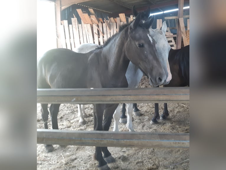 Curly Horse Stute 1 Jahr 165 cm Schimmel in Sainte-Croix