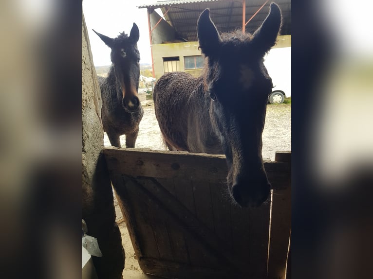 Curly Horse Stute 1 Jahr 165 cm Schimmel in Sainte-Croix