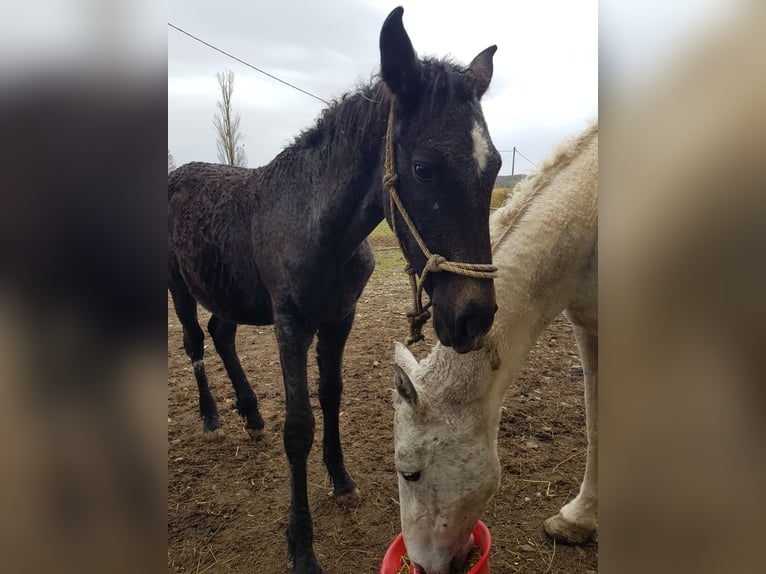 Curly Horse Stute 1 Jahr 165 cm Schimmel in Sainte-Croix