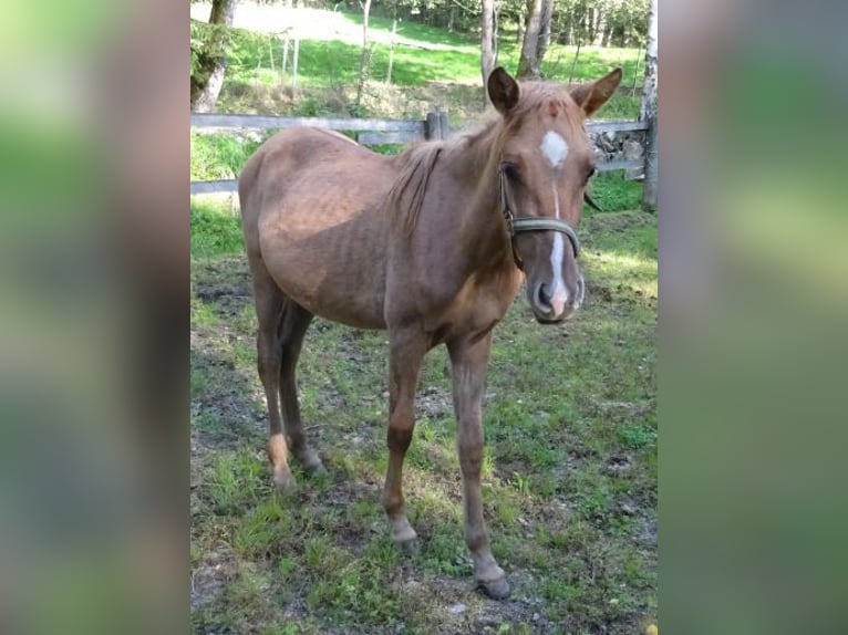 Curly Horse Stute 1 Jahr Red Dun in Arnbruck