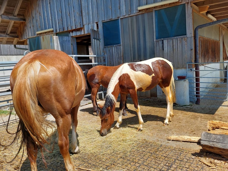 Curly Horse Stute 1 Jahr Schecke in Innerberg