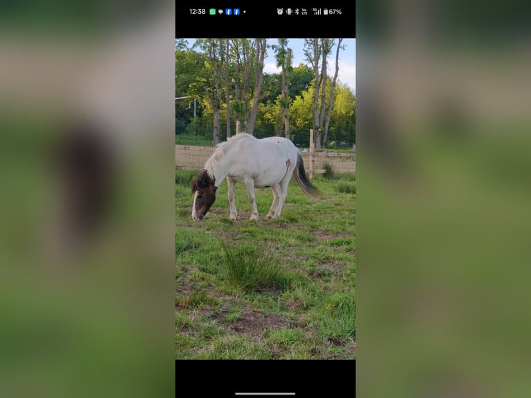 Curly Horse Stute 2 Jahre 105 cm Tobiano-alle-Farben in Heusden-Zolder