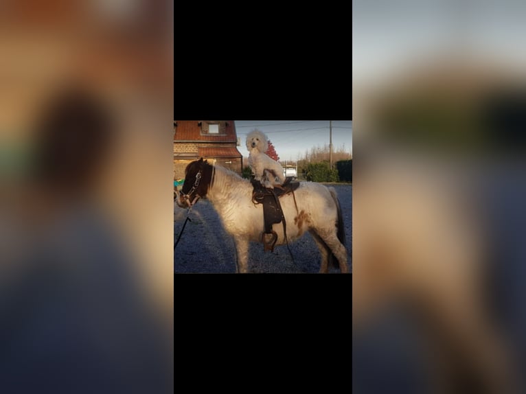 Curly Horse Stute 2 Jahre 105 cm Tobiano-alle-Farben in Heusden-Zolder