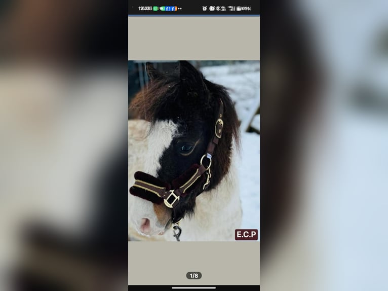 Curly Horse Stute 2 Jahre 105 cm Tobiano-alle-Farben in Heusden-Zolder