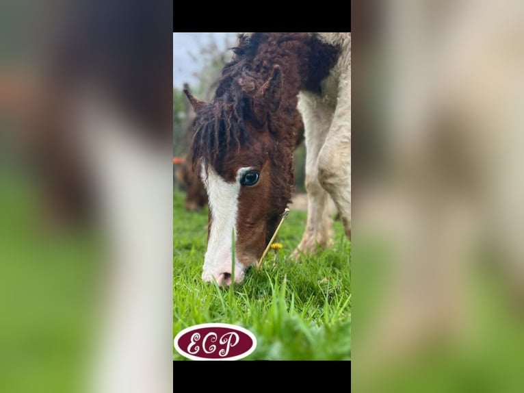 Curly Horse Stute 2 Jahre 105 cm Tobiano-alle-Farben in Heusden-Zolder