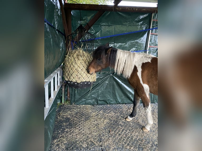 Curly Horse Stute 2 Jahre 125 cm Tobiano-alle-Farben in EnnepetalEnnepetal