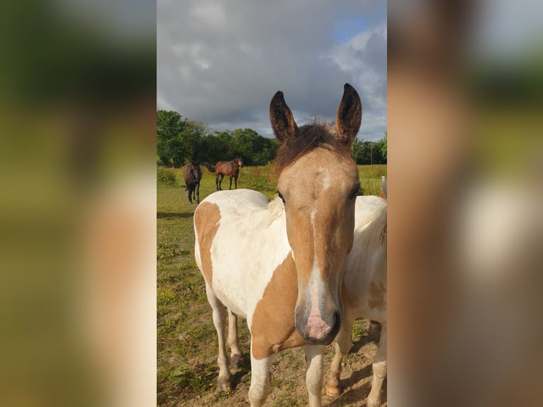 Curly Horse Stute 2 Jahre 145 cm Falbe in La Chapelle-Hermier