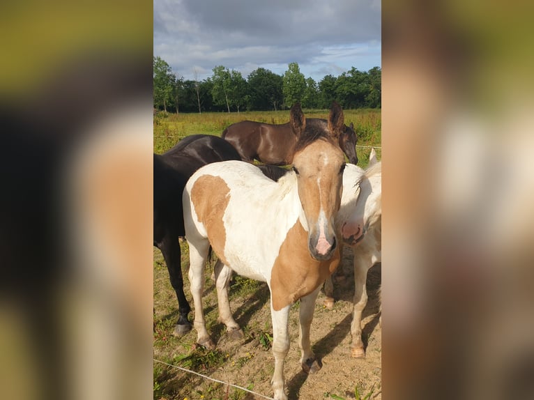 Curly Horse Stute 2 Jahre 145 cm Falbe in La Chapelle-Hermier