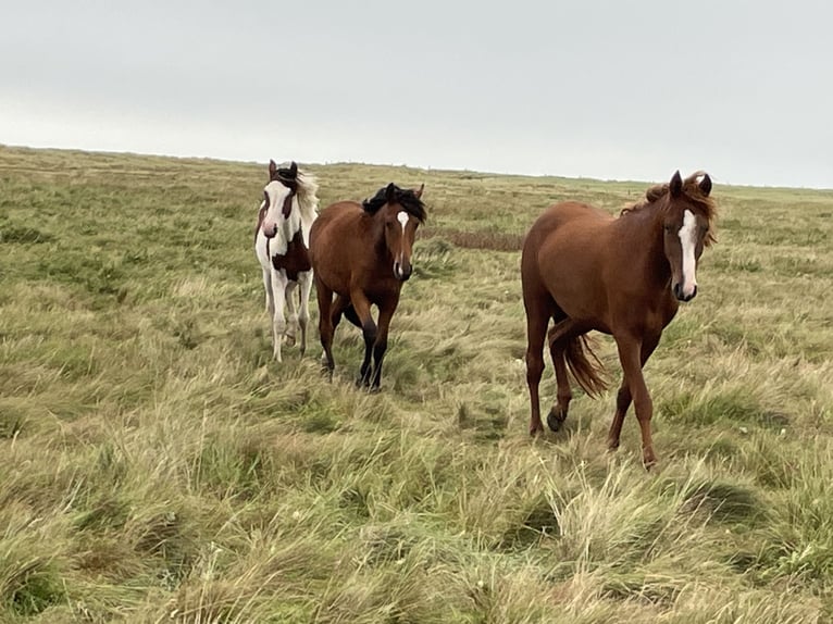 Curly Horse Stute 2 Jahre 150 cm Overo-alle-Farben in Skærbæk