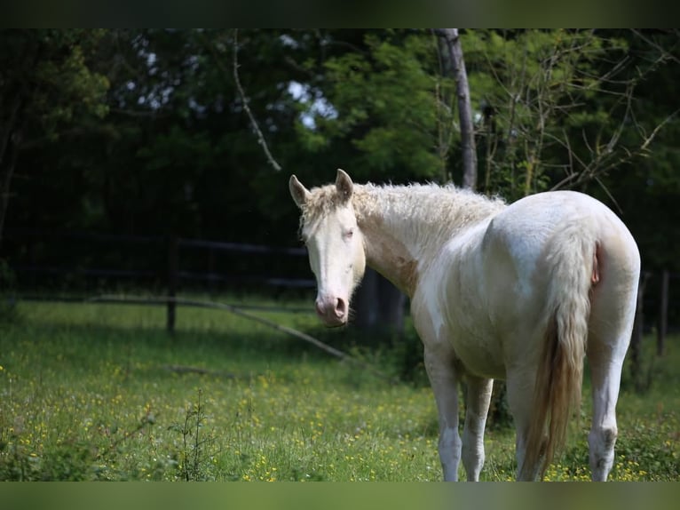 Curly Horse Mix Stute 2 Jahre 155 cm Perlino in Joué Sur Erdre
