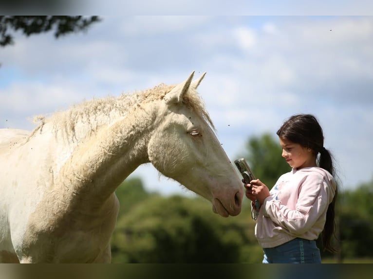 Curly Horse Mix Stute 2 Jahre 155 cm Perlino in Joué Sur Erdre