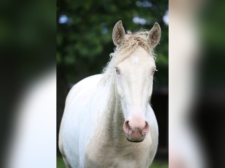 Curly Horse Mix Stute 2 Jahre 155 cm Perlino in Joué Sur Erdre