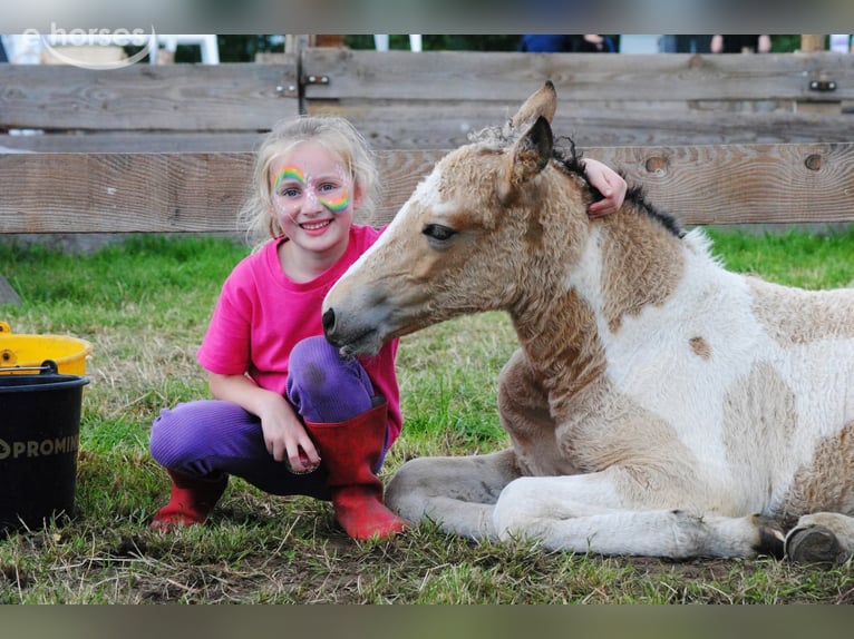 Curly Horse Stute 2 Jahre 160 cm Buckskin in Ruinen