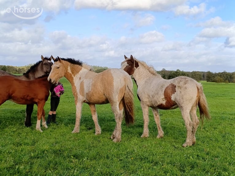 Curly Horse Stute 2 Jahre 160 cm Buckskin in Ruinen