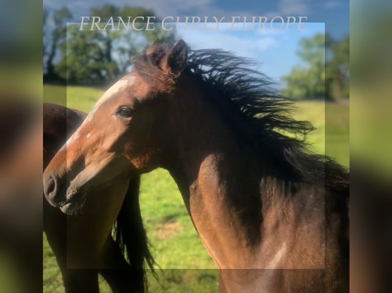 Curly Horse Stute 2 Jahre 160 cm in Oughterard, Co. Galway.