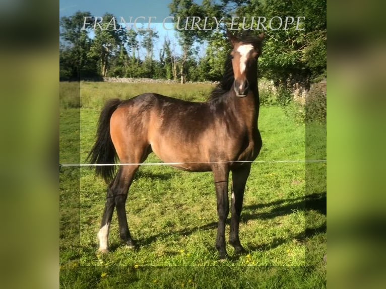 Curly Horse Stute 2 Jahre 160 cm in Oughterard, Co. Galway.