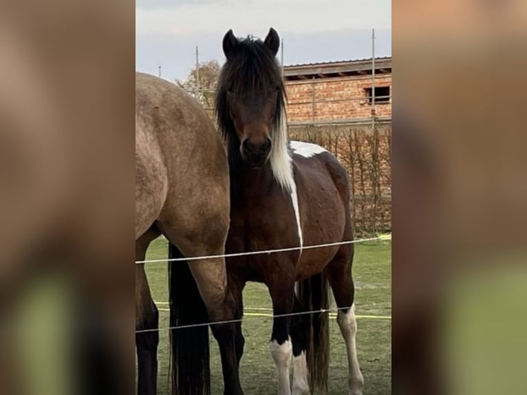 Curly Horse Stute 3 Jahre 128 cm Tobiano-alle-Farben in Rambow