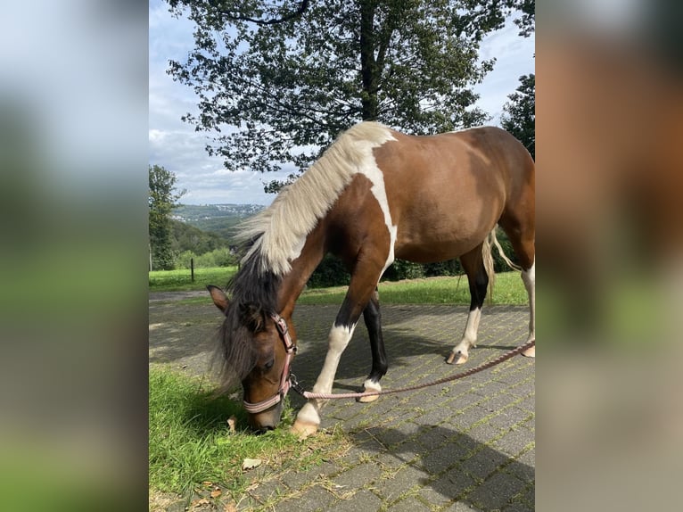 Curly Horse Stute 3 Jahre 128 cm Tobiano-alle-Farben in Rambow
