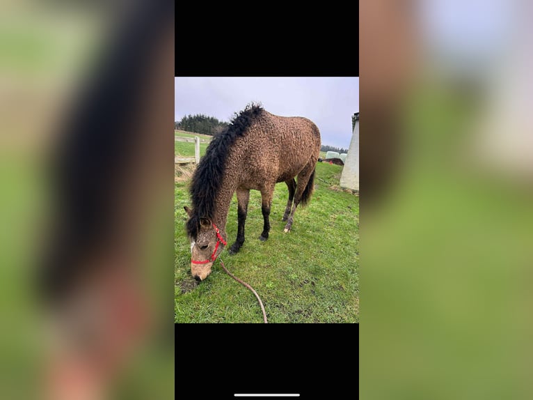 Curly Horse Stute 3 Jahre 149 cm Buckskin in Skærbæk