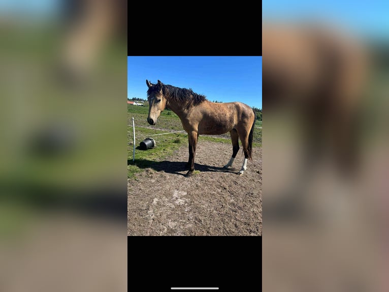 Curly Horse Stute 3 Jahre 149 cm Buckskin in Skærbæk