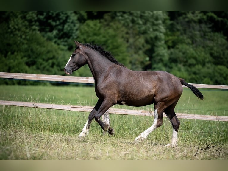 Curly Horse Stute 3 Jahre 160 cm Schwarzbrauner in Pribram