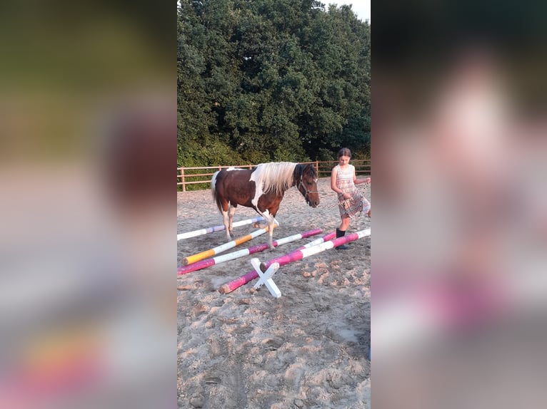 Curly Horse Stute 4 Jahre 140 cm Tobiano-alle-Farben in Ruinen