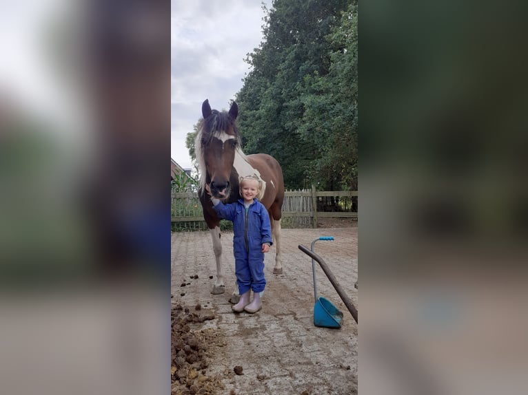 Curly Horse Stute 4 Jahre 140 cm Tobiano-alle-Farben in Ruinen