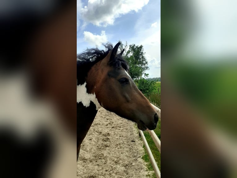 Curly Horse Stute 4 Jahre 140 cm Tobiano-alle-Farben in Ruinen