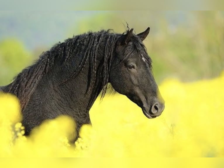 Curly Horse Stute 4 Jahre 145 cm Brauner in Biberach an der Riß Bergerhausen