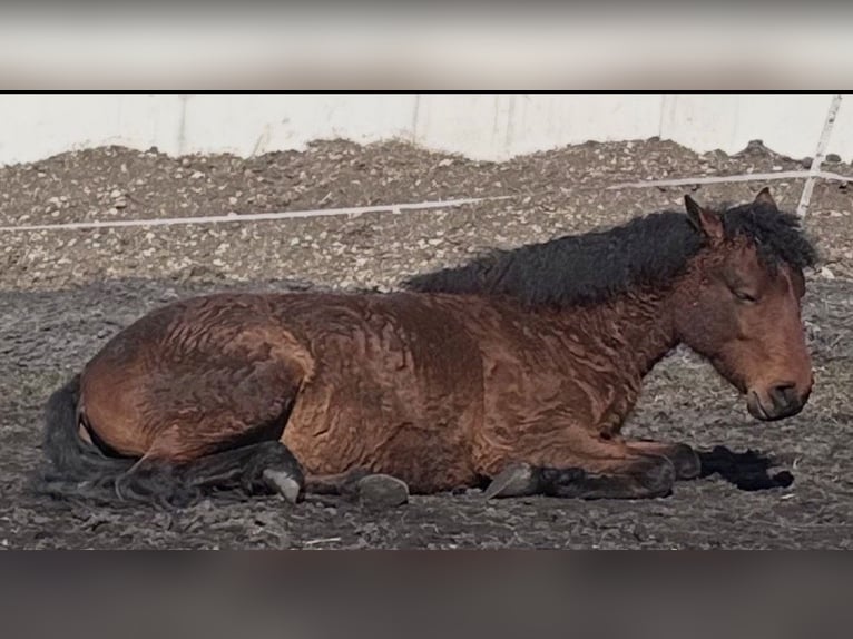 Curly Horse Stute 4 Jahre 145 cm Brauner in Biberach an der Riß Bergerhausen