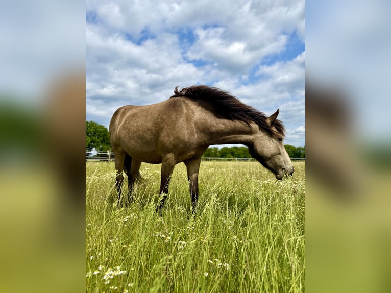 Curly Horse Stute 4 Jahre 145 cm Buckskin in Gladbeck