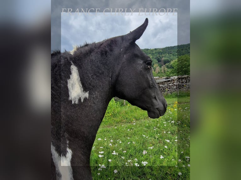 Curly Horse Stute 4 Jahre 149 cm Rappe in FRANCE