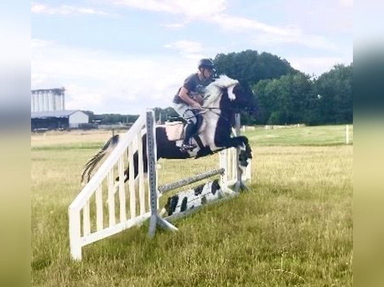 Curly Horse Stute 4 Jahre 158 cm Schecke in Wittingen