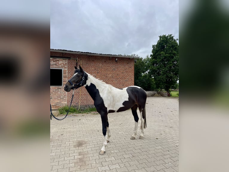 Curly Horse Stute 4 Jahre 158 cm Schecke in Wittingen