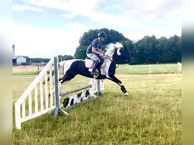 Curly Horse Stute 4 Jahre 158 cm Schecke in Wittingen