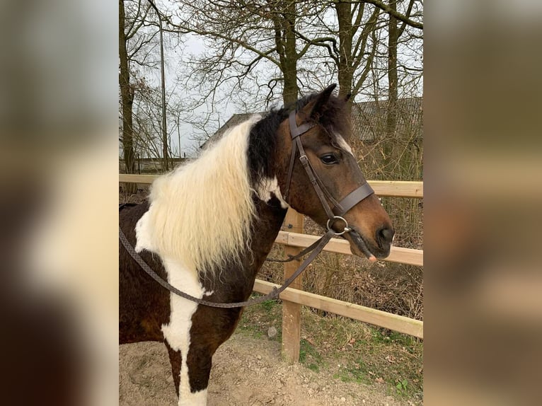 Curly Horse Stute 5 Jahre 140 cm Schecke in Ruinen