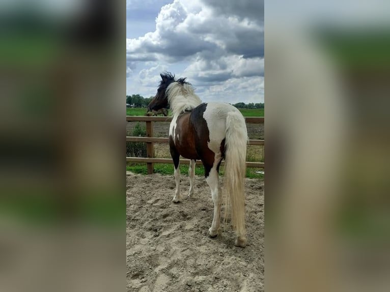 Curly Horse Stute 5 Jahre 140 cm Schecke in Ruinen
